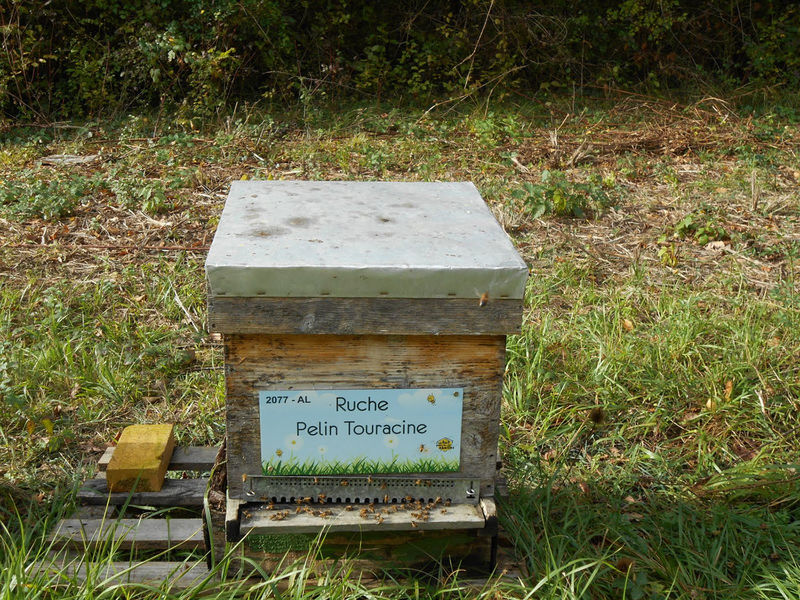 La ruche Pelin Touracine